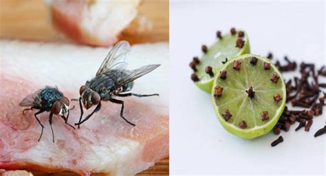 7 Cara Halau Lalat Tanpa Guna Semburan Kimia Vanilla Kismis