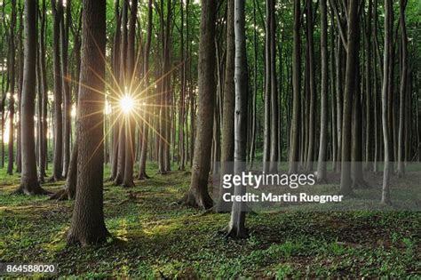 Beech Tree Forest With Sun And Sunbeams At Backlight Sunrise High Res