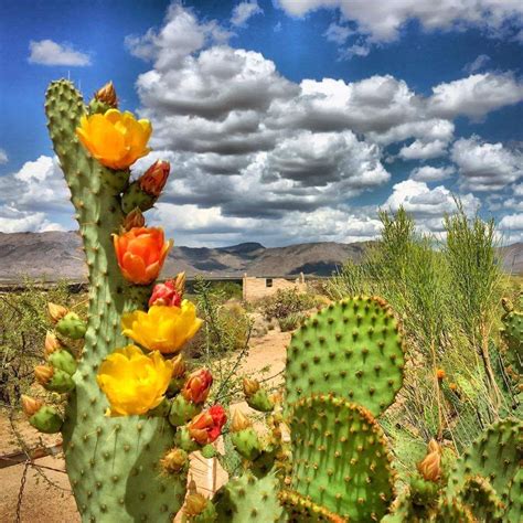 Arizona Beauty Shared From Fox 10 Jims Trading Post Desert