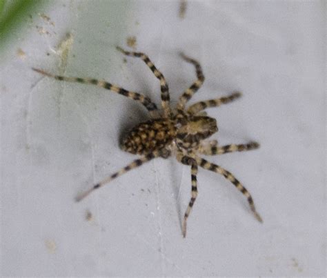 Striped Spider Pictures