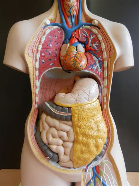 Organe werden in der anatomie einzeln betrachtet, aber auch zu funktionseinheiten zusammengefasst: File:Organe-brust-bauch-br03.jpg - Wikimedia Commons