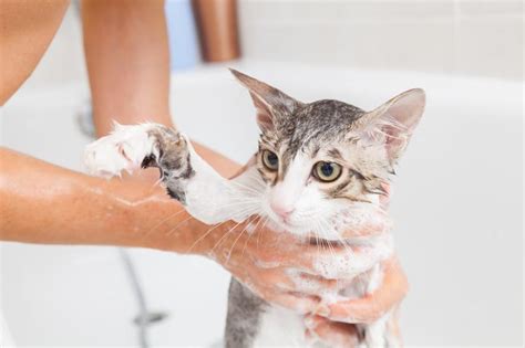 En plus de ces traitements médicaux que nous venons d'énumérer, sachez qu'il existe aussi des méthodes naturelles pour se débarrasser des puces de. Comment se DÉBARRASSER des PUCES de CHAT NATURELLEMENT ...