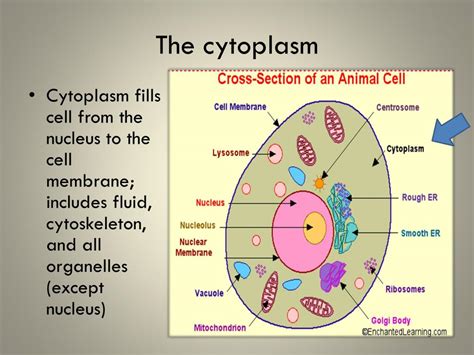 Cell It S Structure And Functions Powerpoint Slides Gambaran
