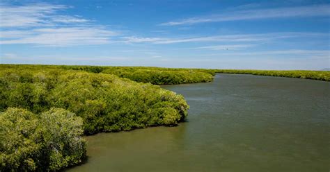 Experts Are Using Ai To Save Mangroves And The Planet