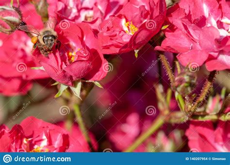 Red Roses With Bee A Green Bush In Garden Stock Photo Image Of Petal