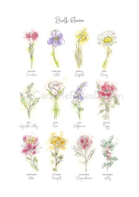 Birth Flower Art Print Caroline Roles Design Hampshire Uk