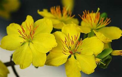 Mai Flower Flowers Ochna Yellow Chinese Integerrima