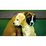 Superb Pic Of 2 Dogs Love Together  HD Wallpapers