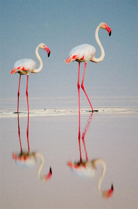 Greater Flamingos Phoenicopterus Roseus Photograph By Panoramic Images
