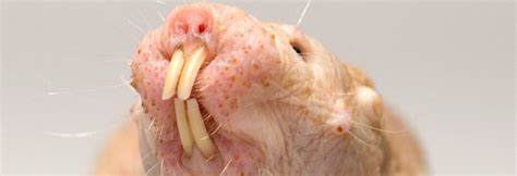 Naked Mole Rats A Special Kind Of Ugly Answers In Genesis