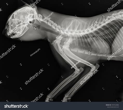 Cat Thoracic Radiography Feline Head Neck Foto Stock 1997523083