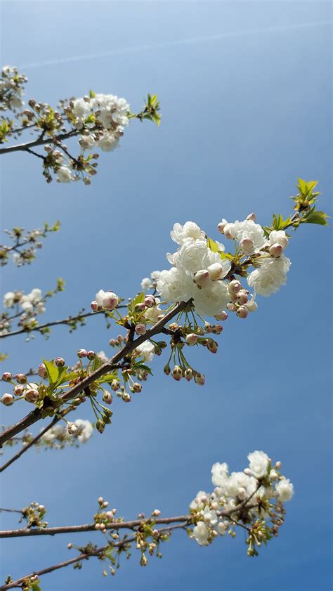 Pohon Mekar Bloom Musim Foto Gratis Di Pixabay Pixabay