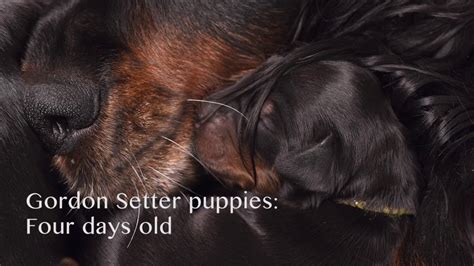 Full information will be provided with the puppies when they move onto their forever homes along with details of the life time support we provide. Gordon Setter Puppies 2017 - YouTube