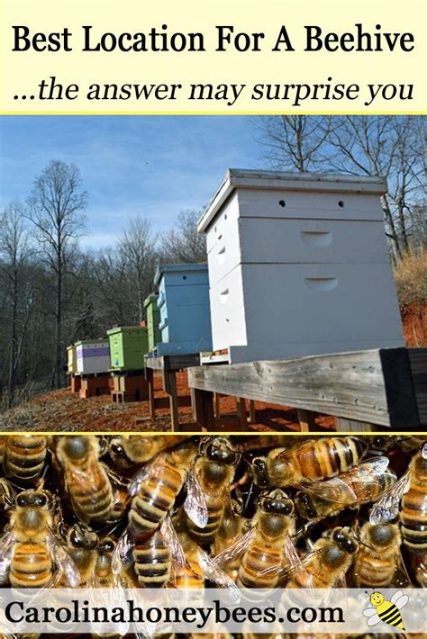 Finding The Best Location For Your Hive Carolina Honeybees Backyard