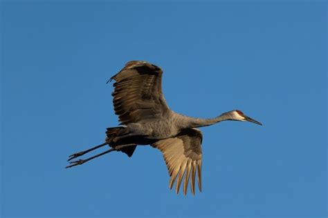Crane Symbolism What Do Cranes Represent 9 Meanings And Interpretations