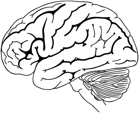 The Human Brain Coloring Pages For Students Coloring Pages