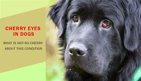 What Causes Cherry Eye In Dogs And How To Treat Budgetpetworld Small