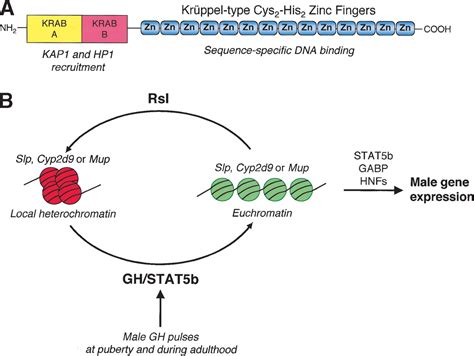 Sexual Dimorphism Of Hepatic Gene Expression Novel Biological Role Of Krab Zinc Finger
