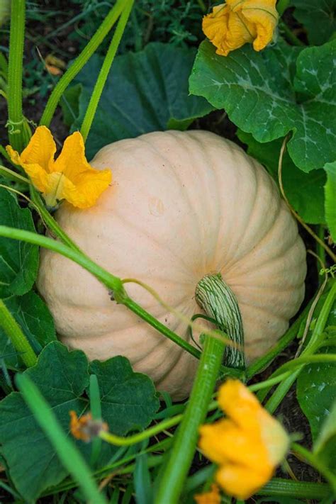 The Complete Guide To Growing Winter Squash Gardeners Path