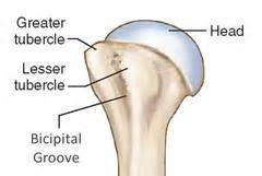 It is situated in front, and is directed medially and anteriorly. AK T3 Humerus flashcards | Quizlet