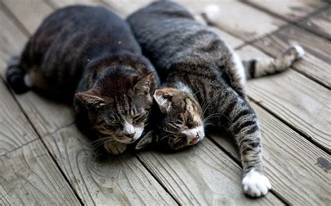 고양이 두 마리 고양이 수면 나무 보드 Hd 배경 화면 Wallpaperbetter