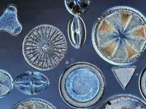 Beautiful Diatoms YouTube