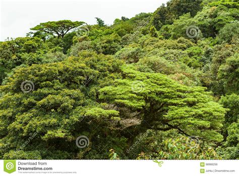 Delve into the world's oldest tropical rainforest, the daintree. Lush Rainforest Canopy Monteverde Costa Rica Stock Photo ...
