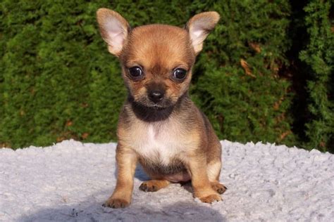 Chihuahua Puppy Teething Stages Age And Timeline Of Baby Teeth