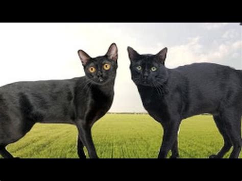 american bombay  british bombay cat whats  difference youtube