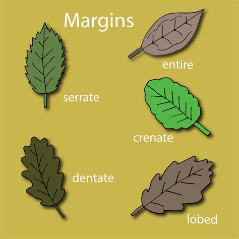 Botany Basics Understanding Leaves