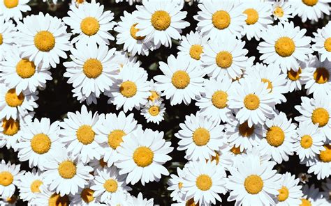 White Daisy Flowers Macbook Air Wallpaper Download Allmacwallpaper
