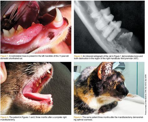 Oral Squamous Cell Carcinoma In Cats Veterinary Online Courses