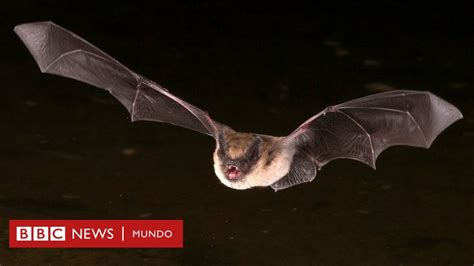 El Murciélago Vampiro Que Está Dejando De Consumir Sangre De Ave Para