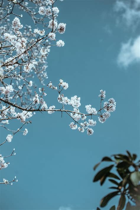 Top 59 Blue Cherry Blossom Wallpaper Super Hot Incdgdbentre