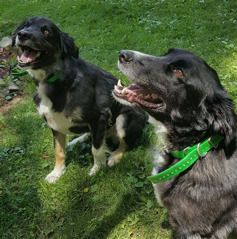 Australian Shepherd Mix Brothers Smiling For The Camera