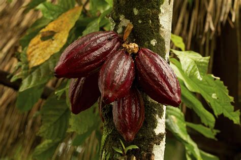 Cocoa Fruit Growing From Tree Chocolate Tree Types Of Chocolate How