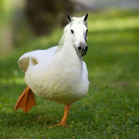 Duck Sized Horse Rfunny