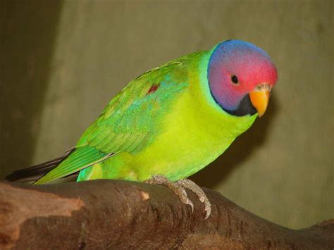 Plum Headed Parakeet Facts Pet Care Temperament Pictures Singing