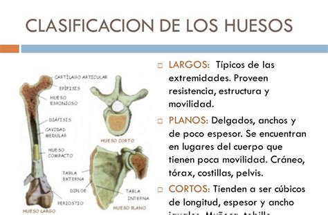 Clasificacion De Los Huesos Del Esqueleto Humano Images And Photos Finder