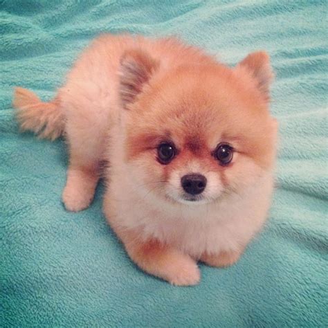 The Cutest Dog In The World 2021 Photos All Recommendation