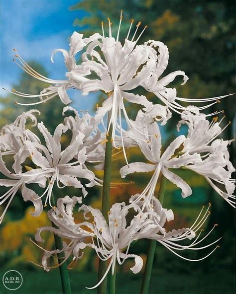 Spider Lily 1 Bulbs Size 1112 Hardy In Zone 6 10 Lycoris Radiata Choose Your Color