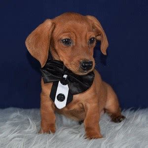Did you know that drla has a sister recue in utah? Dachshund Puppies for Sale in PA | Dachshund Puppy Adoptions