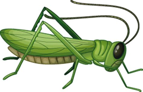 Grasshopper Png Image Without Background Web Icons Png