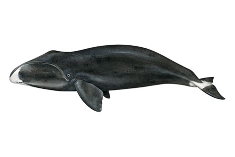 Til That Bowhead Whales Are The Longest Living Mammals Able To Live To