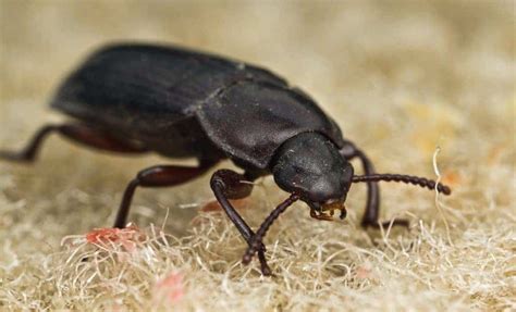 Little Black Beetles In House Arizona Ardelia Benavides