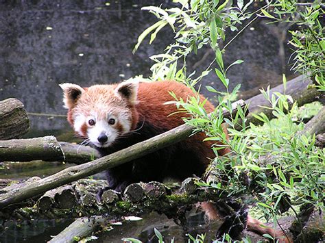 Ailurus Fulgens Red Panda In Zoos
