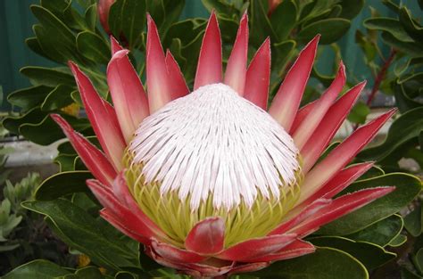 Protea South Africas National Flower Scary Looking To Me 1280 ×