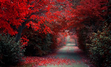 Path Road Trees Red Fall Nature Landscape Selective Coloring Wallpapers Hd Desktop And