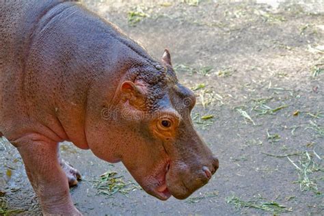 Baby Hippopotamus Smiling And Looking At The Camera Stock Photo Image