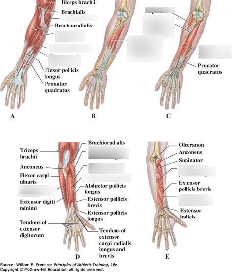 Muscles That Move The Wrist Hand And Fingers For Practical 3 Diagram
